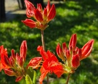 Rhododendron  'Nabucco' - Azalea 'Nabucco' - 2