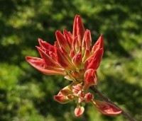 Rhododendron  'Nabucco' - Azalea 'Nabucco' - 1