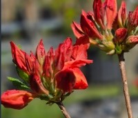 Rhododendron  'Nabucco' - Azalea 'Nabucco' - 3