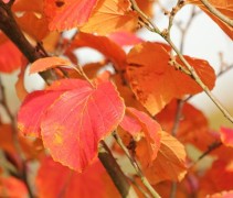 Hamamelis