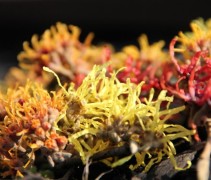 Hamamelis