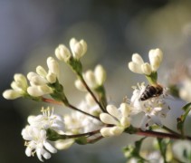 Heptacodium zeven zonen boom