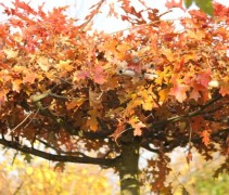Quercus palustris dakvorm
