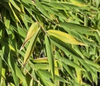 Fargesia murieliae 'Moontears' - Bolvormige bamboe - 2