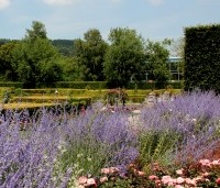 Perovskia atriplicifolia 'Blue Spire'  - Reuzenlavendel - 6