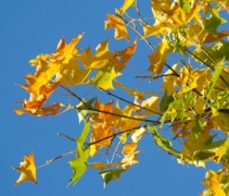 Acer cappadocicum herfstblad