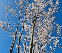 Prunus Pandora