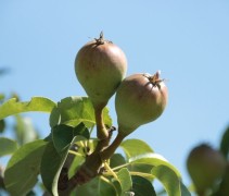 Pyrus communis Doyenne du Comice juni