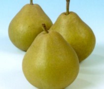 Wellemanpeer