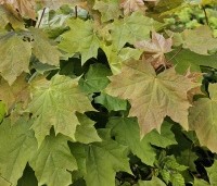 Acer platanoides - Noorse Esdoorn - 1