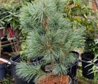Pinus monticola 'Ammerland' - Westerse witte den - 1