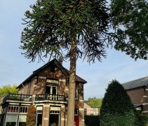 Araucaria apenboom