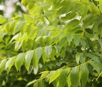 Juglans nigra 