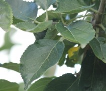 Malus dom. 'Ecolette' blad