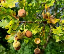 Quercus robur
