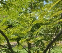 Albizia julibrissin 'Rosea' - Perzische slaapboom - 4