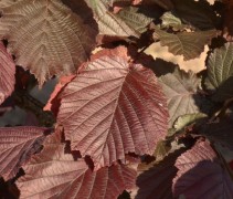 blad Corylus maxima ‘Purpurea’