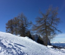 Larix Kampferi