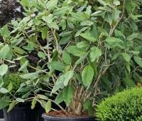 Magnolia sargentiana - Groot blad en grote bloem. Magnolia Sargentiana - 2