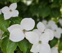 cornus kousa var chinensis - cornus kousa var chinensis - 3