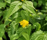 Kerria japonica 'Pleniflora' - Ranonkelstruik - vakbeplanting - 1