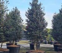 Ilex aquipernyi 'Dragon Lady' - Hulst 'Dragon Lady' - 1