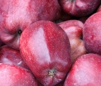 Malus domestica 'Starking Delicious' - rode langwerpige handappel - 1