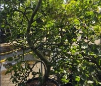 Malus domestica 'Starking Delicious' - rode langwerpige handappel - 2