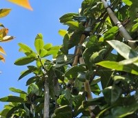 Prunus laurocerasus 'Novita' - Laurierkers - 1