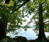 Metasequoia glyptostroboides - Chinese Moerascipres - 3