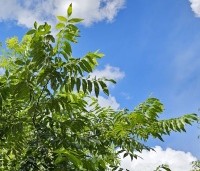 Carya illinoinensis - Pecannoot - 1