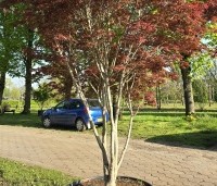 Acer palmatum 'Trompenburg' - Japanse Esdoorn 'Trompenburg' - 5