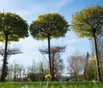 Acer platanoïdes 'Globosum'