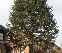 Araucaria