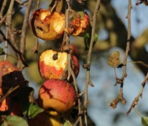 Malus domestica 'Elstar'  (voedselbos voor vogels)