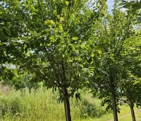 Prunus dom. 'Opal' - Prunus dom. 'Opal' - 1