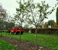 Prunus dom. 'Opal' - Prunus dom. 'Opal' - 2