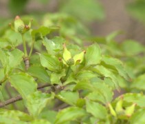 Cornus kousa