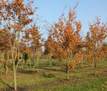 Parrotia persica Vanessa