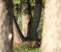 Alnus Glutinosa