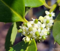Ilex koehneana 'Chestnut Leaf' bloei