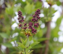 Syringa vulgaris  'Charles Joly'