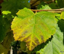 Tilia americana 'Nova'