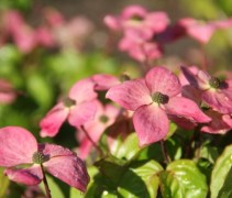 Cornus kousa Satomi