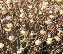 Edgeworthia Winterliebe