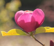 Magnolia Black Tulip