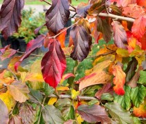 Parrotia persica Bella 
