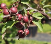 Malus Red Obelisk - Sierappel met donkerrode sierappels - juni