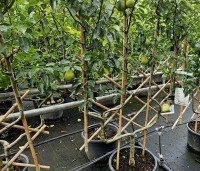 Pyrus com. 'Williams' - Pyrus com. 'Williams' - 1