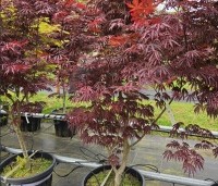 Acer palmatum 'Trompenburg' - Japanse Esdoorn 'Trompenburg' - 3